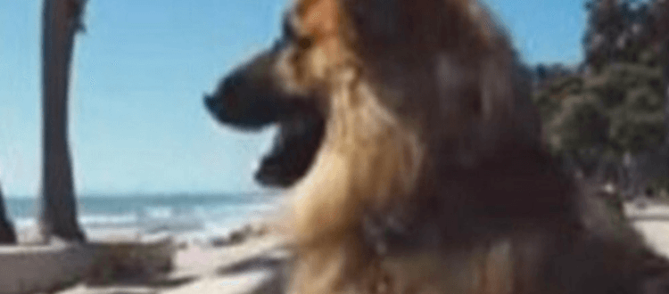 Ein Deutscher Schäferhund, der fünf Jahre an einer Kette verbrachte, sah zum ersten Mal den Ozean.  Die Reaktion ist großartig