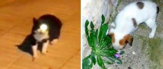 Ein Mann fütterte eine einäugige streunende Katze, aber diese Katze führte ihn stattdessen zu einem sterbenden Welpen