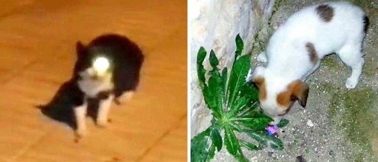 Ein Mann fütterte eine einäugige streunende Katze, aber diese Katze führte ihn stattdessen zu einem sterbenden Welpen