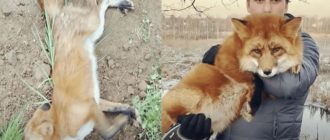 Ein Mann rettet einen sterbenden Wildfuchs und wird sein bester Freund (+15 Bilder)