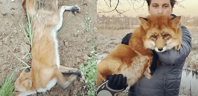 Ein Mann rettet einen sterbenden Wildfuchs und wird sein bester Freund (+15 Bilder)
