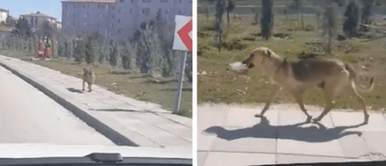 Ein Mann sieht einen streunenden Hund, der eine Schüssel mit Futter trägt, und beschließt, ihr zu folgen