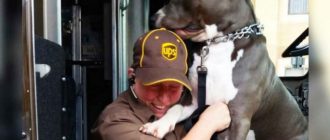 Une conductrice d’UPS trouve un pitbull qui l’attend tous les jours et l’adopte après le décès de son propriétaire.