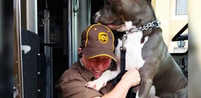 Une conductrice d’UPS trouve un pitbull qui l’attend tous les jours et l’adopte après le décès de son propriétaire.