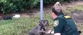 Ein an einen Pfosten gebundener Hund greift nach dem Polizisten, der gekommen ist, um ihn zu retten