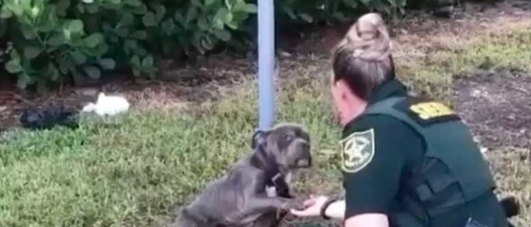 Ein an einen Pfosten gebundener Hund greift nach dem Polizisten, der gekommen ist, um ihn zu retten
