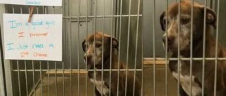 Ein einsamer Hund wartet seit über 7 Jahren im Tierheim und bittet jemanden, ihm eine „zweite Chance“ zu geben