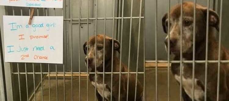 Ein einsamer Hund wartet seit über 7 Jahren im Tierheim und bittet jemanden, ihm eine „zweite Chance“ zu geben