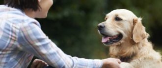 Un chien sans abri a été surpris lorsqu’une dame vêtue de vêtements luxueux s’est approchée de lui et a parlé