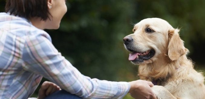 Un chien sans abri a été surpris lorsqu’une dame vêtue de vêtements luxueux s’est approchée de lui et a parlé