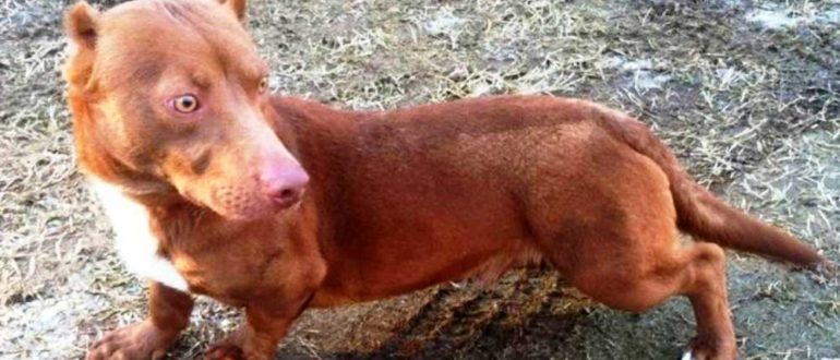 Ein seltsamer „Pitbull-Dackel“-Welpe läuft durch den Garten des Mannes und bittet um Hilfe