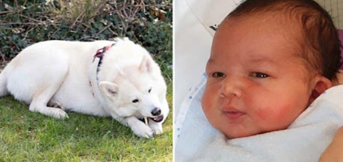 Ein tapferer Hund rettete einem Baby, das von seiner Mutter im Park zurückgelassen worden war, das Leben.