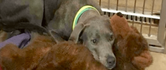 Ein verlassener Hund mit ihrem Teddybären hat einen neuen Vater, der sie niemals aufgeben würde