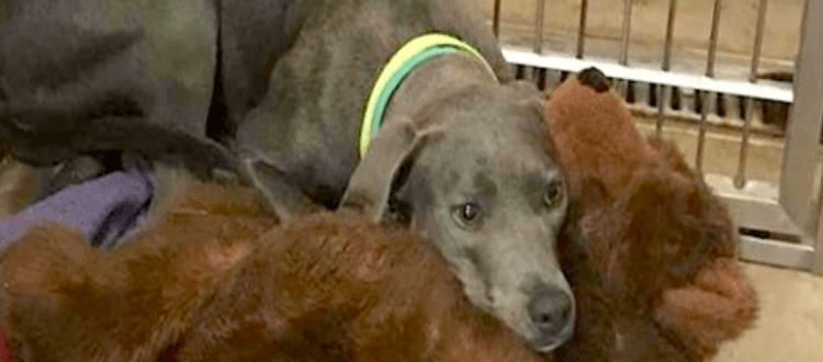 Ein verlassener Hund mit ihrem Teddybären hat einen neuen Vater, der sie niemals aufgeben würde