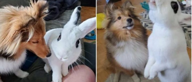 Ein wütender Hund freundet sich mit einem Kaninchen an und die beiden werden beste Freunde.