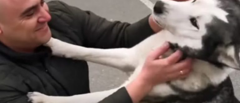 Eine Gruppe von Soldaten eines ukrainischen Bataillons fand einen vermissten Husky und half ihm, seine Familie zu finden