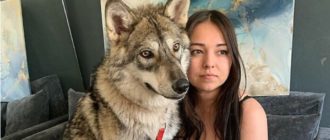 Eine mitfühlende junge Frau kümmerte sich um einen Wolfswelpen, den ihre Mutter als Haustier zurückgelassen hatte.