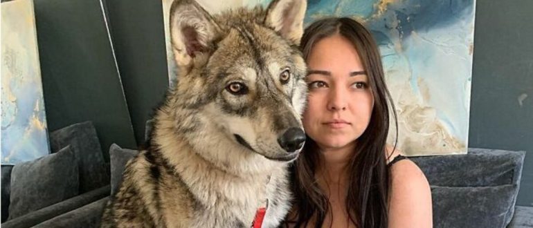 Eine mitfühlende junge Frau kümmerte sich um einen Wolfswelpen, den ihre Mutter als Haustier zurückgelassen hatte.