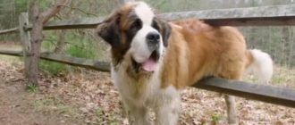 Endlich sieht der ausgesetzte Hund sein ewiges Zuhause