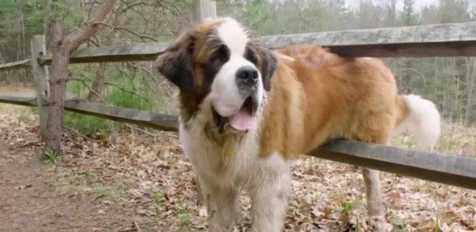 Endlich sieht der ausgesetzte Hund sein ewiges Zuhause