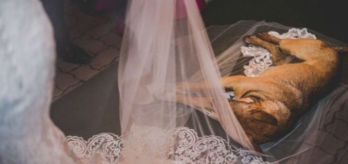Es ist viral geworden, weil dieses Paar dem streunenden Welpen, der ihre Hochzeit unterbrochen hat, eine entzückende Reaktion gegeben hat.