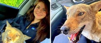 Frau rettet „verletzten Hund“ und ist überrascht, als der Tierarzt sagt, dass er nicht einmal ein Hund ist