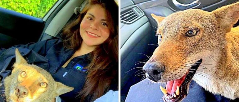 Frau rettet „verletzten Hund“ und ist überrascht, als der Tierarzt sagt, dass er nicht einmal ein Hund ist