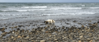 Hund macht eine Entdeckung am Rand des Ozeans und weigert sich, sich zu bewegen, bis der Besitzer hilft