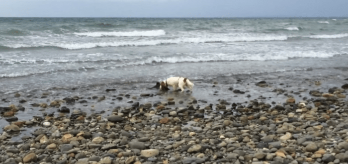 Hund macht eine Entdeckung am Rand des Ozeans und weigert sich, sich zu bewegen, bis der Besitzer hilft