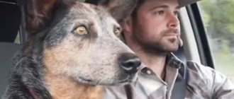 Hund singt süßes Duett mit Cowboy, nachdem sein Lieblingslied ausgestrahlt wurde