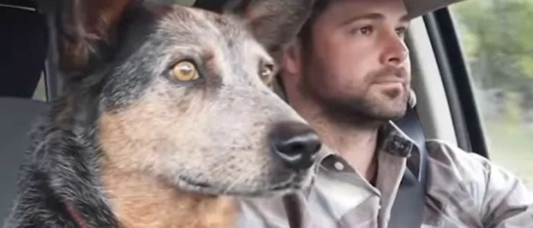 Hund singt süßes Duett mit Cowboy, nachdem sein Lieblingslied ausgestrahlt wurde