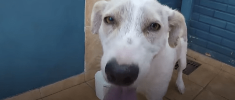 Hungriger Hund auf seiner eigenen Insel sah einen Mann auf einem Kajak und wusste, dass er seine einzige Hoffnung war