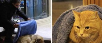 Im Winter opfert ein mitfühlender Zahnarzt seine Freizeit, um sich um Hunde und Streuner zu kümmern.