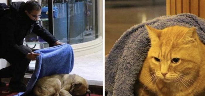 Im Winter opfert ein mitfühlender Zahnarzt seine Freizeit, um sich um Hunde und Streuner zu kümmern.