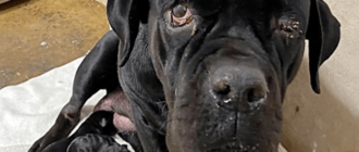 Mama-Hund schützt ihre neugeborenen Welpen, nachdem der Besitzer sie alle auf einer unbefestigten Straße abgeladen hat