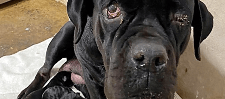 Mama-Hund schützt ihre neugeborenen Welpen, nachdem der Besitzer sie alle auf einer unbefestigten Straße abgeladen hat
