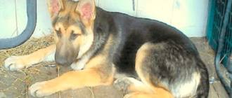 Nach 2381 Tagen Ablehnung ist Sad Shelter Dog in einer einsamen Ecke eingesperrt