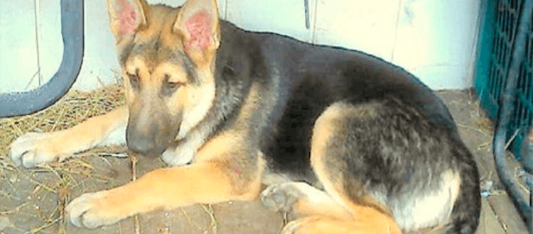 Nach 2381 Tagen Ablehnung ist Sad Shelter Dog in einer einsamen Ecke eingesperrt