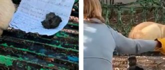 À côté du chien allongé sur le banc se trouvait une note au contenu triste