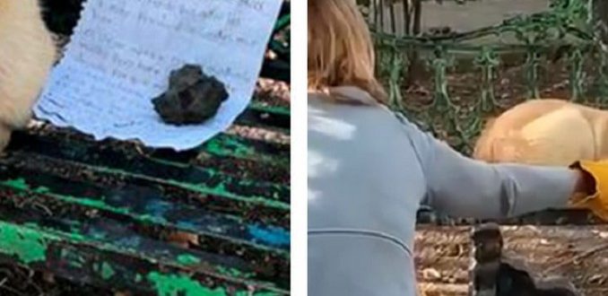 À côté du chien allongé sur le banc se trouvait une note au contenu triste
