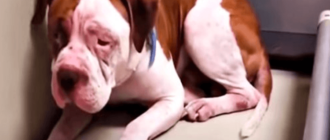 Shaking Pit Bull will Shelter Corner nicht verlassen, hörte eine Stimme und trat vor