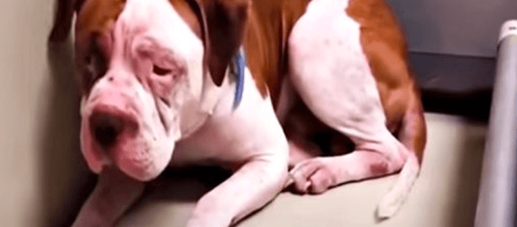 Shaking Pit Bull will Shelter Corner nicht verlassen, hörte eine Stimme und trat vor