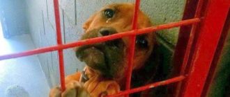 Shelter hat ein Foto von einem Hund geteilt, der echte Tränen weint, weil kein potenzieller Adoptierer sie auswählt