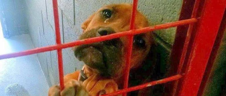 Shelter hat ein Foto von einem Hund geteilt, der echte Tränen weint, weil kein potenzieller Adoptierer sie auswählt