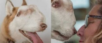 Husky indésirable avec une tumeur au nez et à la bouche finalement adopté