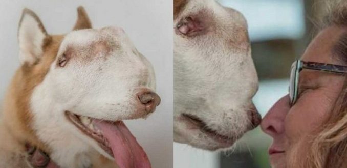Husky indésirable avec une tumeur au nez et à la bouche finalement adopté