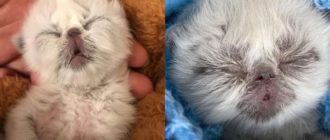 Un chiot indésirable à six pattes nommé Roo est finalement adopté par un adolescent victime d’intimidation