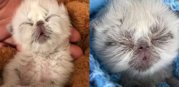 Un chiot indésirable à six pattes nommé Roo est finalement adopté par un adolescent victime d’intimidation