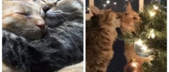 Un couple marié se rend dans un abri pour adopter un adorable chatte mais elle ne veut pas quitter son ami