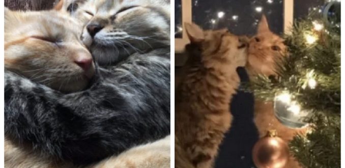 Un couple marié se rend dans un abri pour adopter un adorable chatte mais elle ne veut pas quitter son ami
